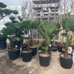 Palma konopná (Trachycarpus wagnerianus) – celková výška 70-90 cm, kont. C15L (-18°C)